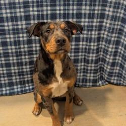 Bluebell, a Adoptable mixed breed in West Point, MS image 2/4