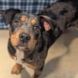 Bluebell, a Adoptable mixed breed in West Point, MS image 3/4