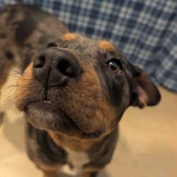 Bluebell, a Adoptable mixed breed in West Point, MS image 4/4