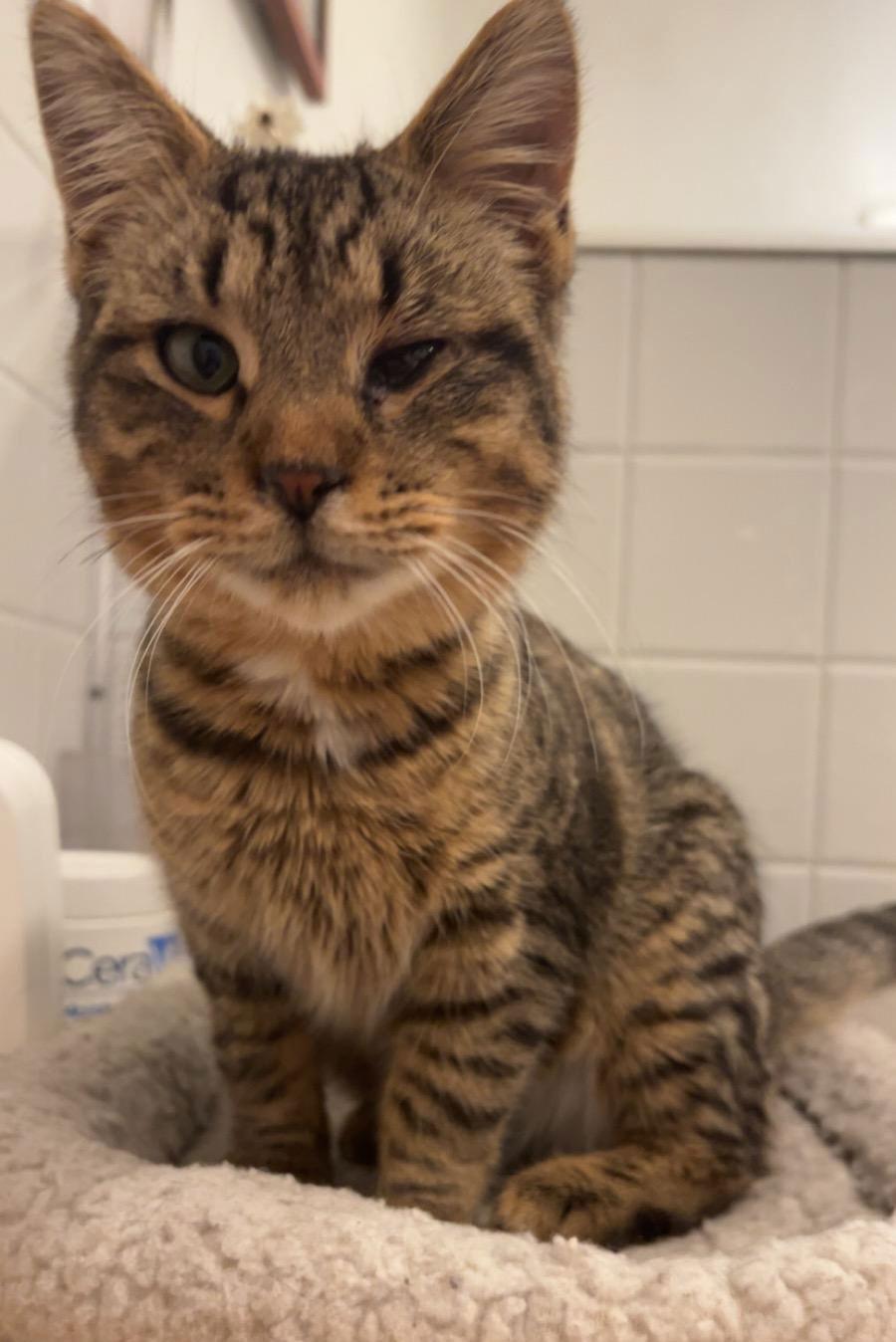 Bode, Adoptable, Young Male Domestic Short Hair.