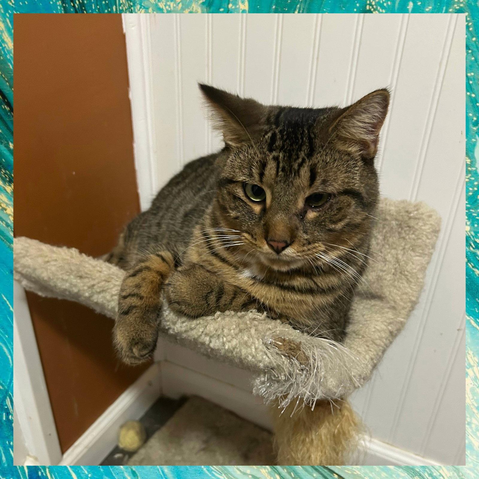 Bode, Adoptable, Young Male Domestic Short Hair.