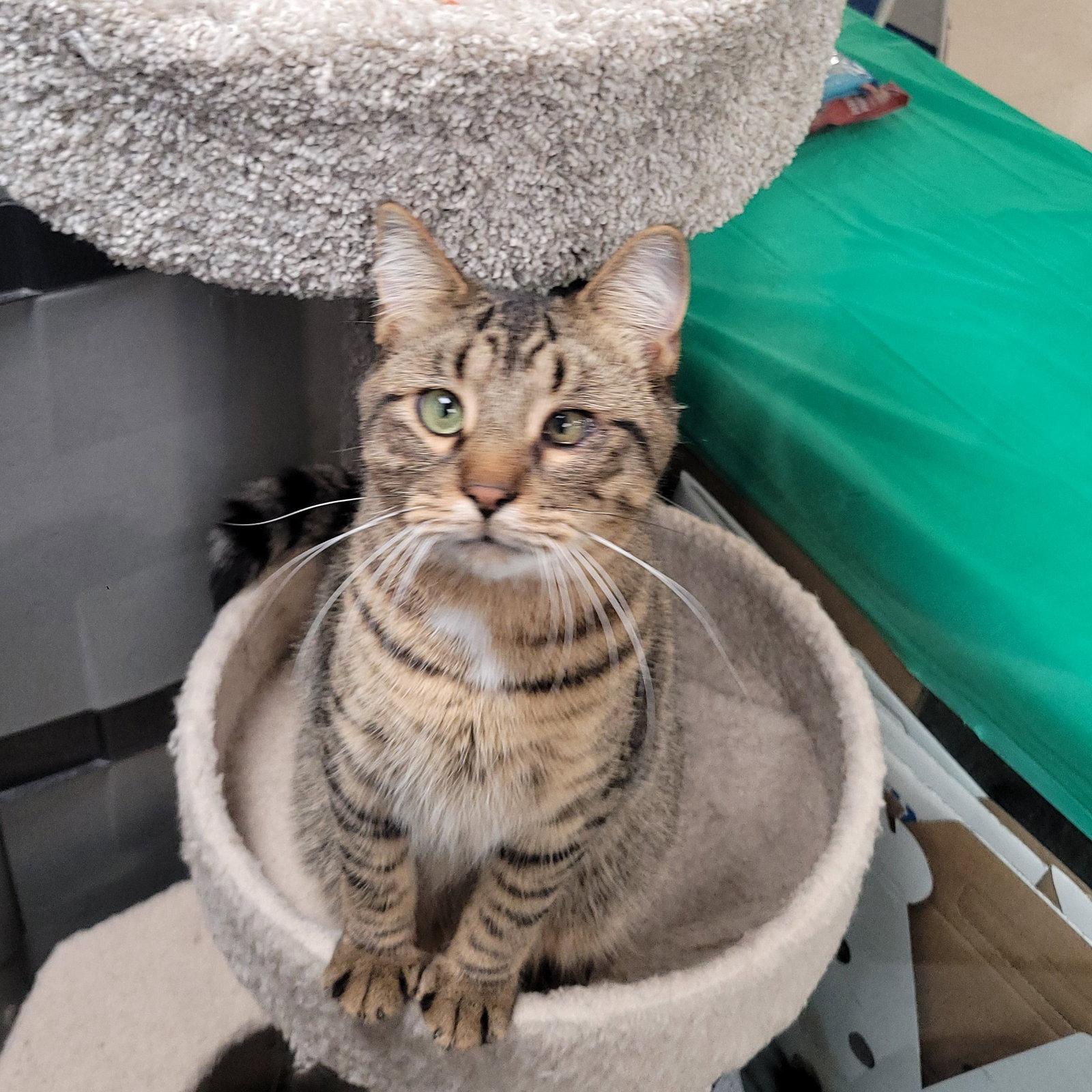 Enlarge Bode, a Adoptable Domestic Short Hair in Akron, OH image 1/3