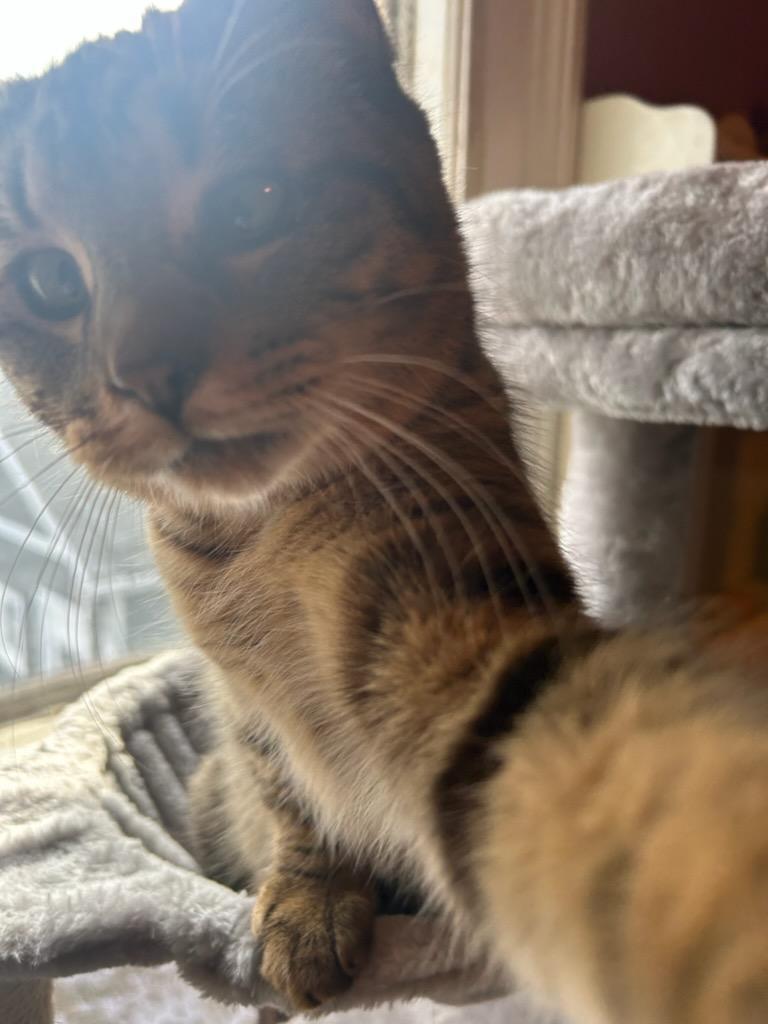 Enlarge Bode, a Adoptable Domestic Short Hair in Akron, OH image 2/3