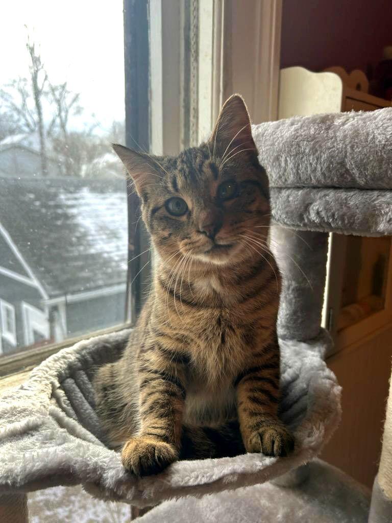 Enlarge Bode, a Adoptable Domestic Short Hair in Akron, OH image 3/3