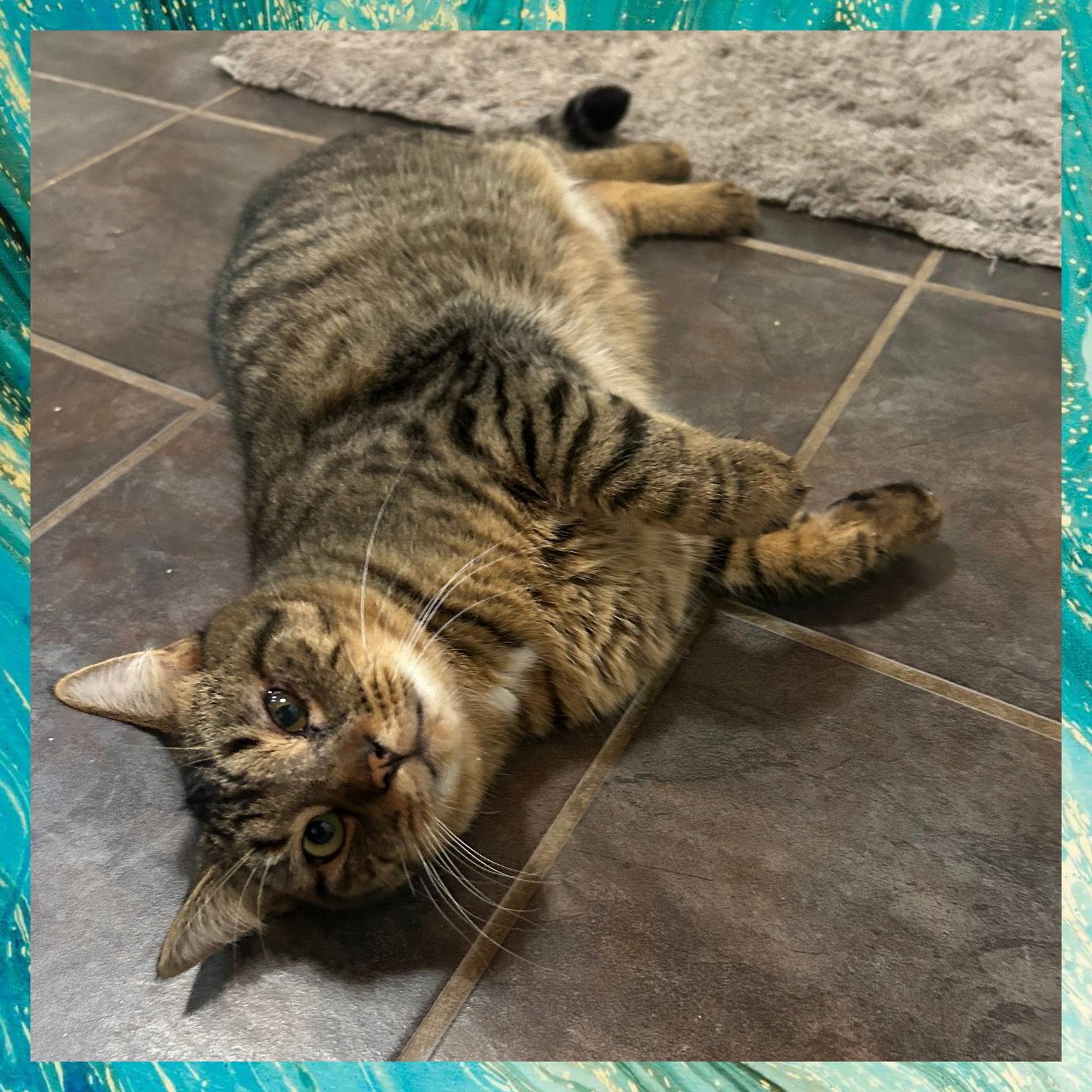 Enlarge Bode, a Adoptable Domestic Short Hair in Akron, OH image 3/3