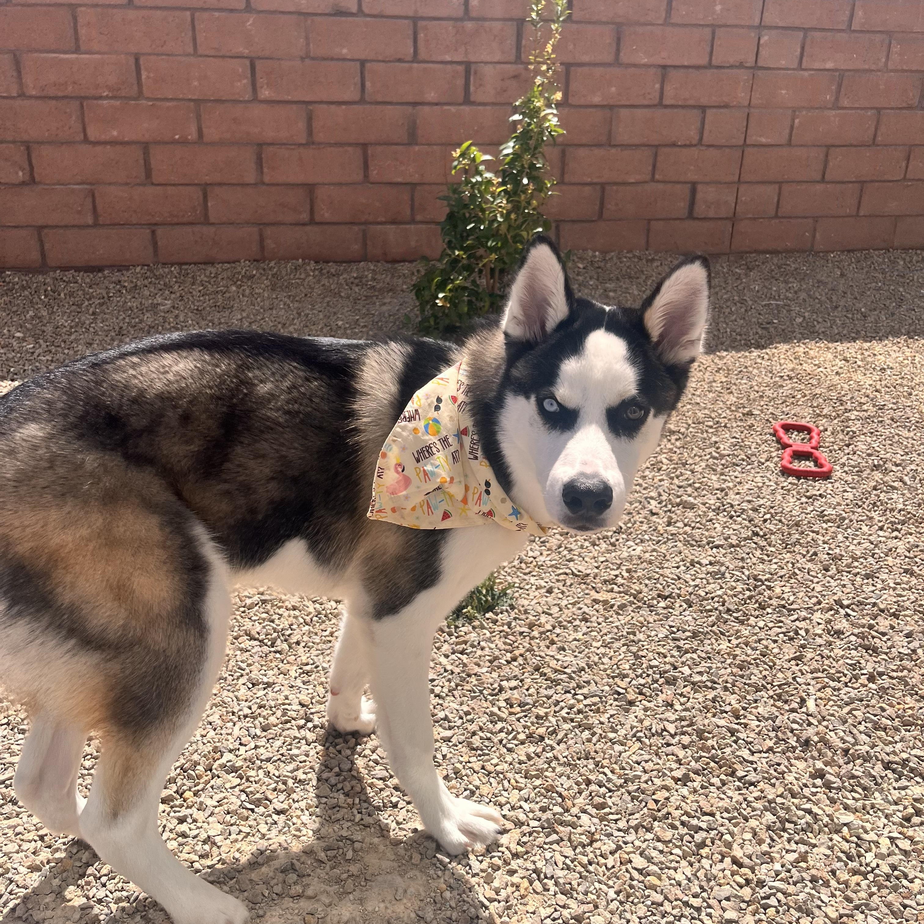 Enlarge Voldemort, an adoptable Husky in Henderson, NV image 1/3