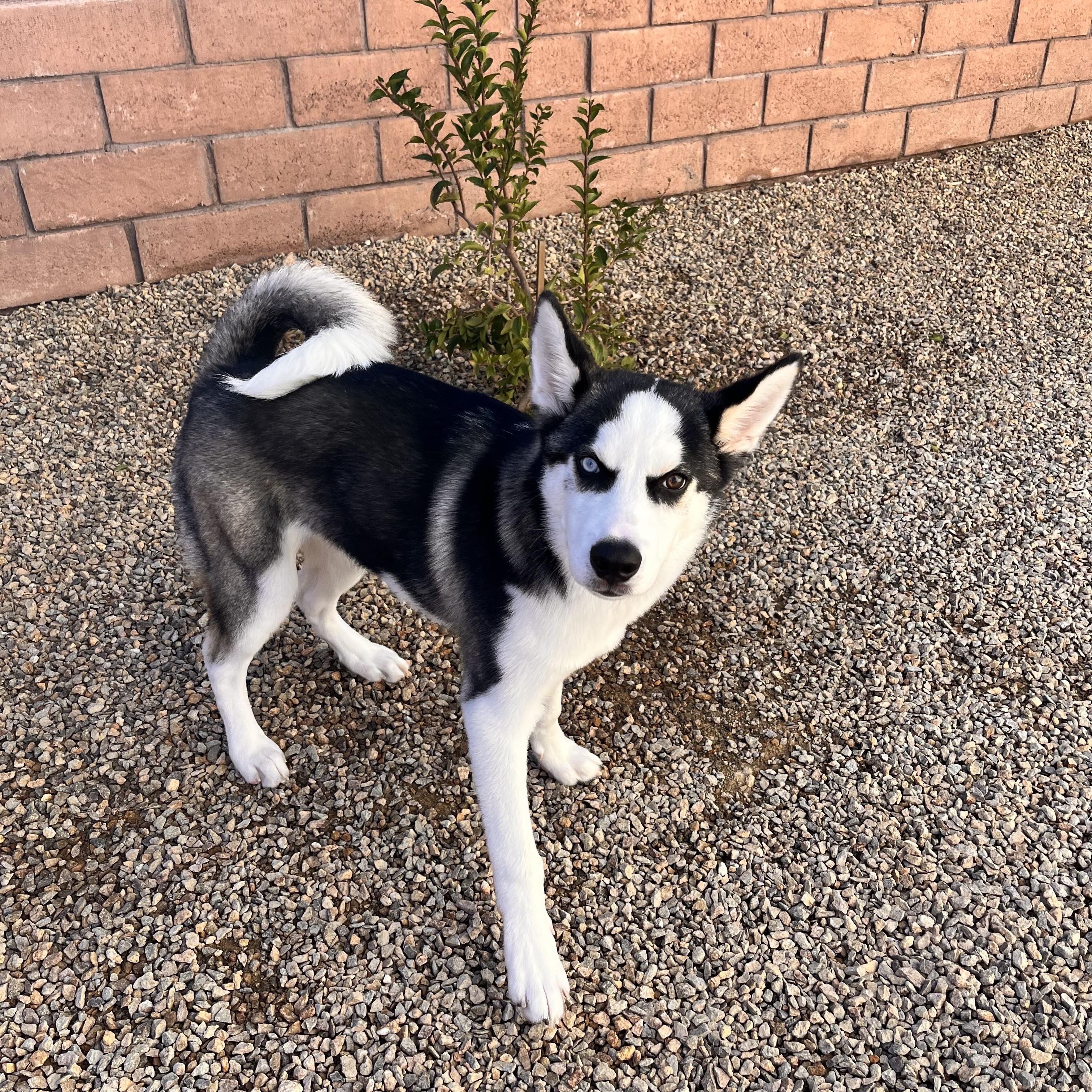 Enlarge Voldemort, an adoptable Husky in Henderson, NV image 2/3