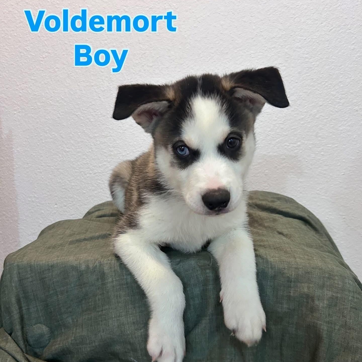 Enlarge Voldemort, an adoptable Husky in Henderson, NV image 3/3