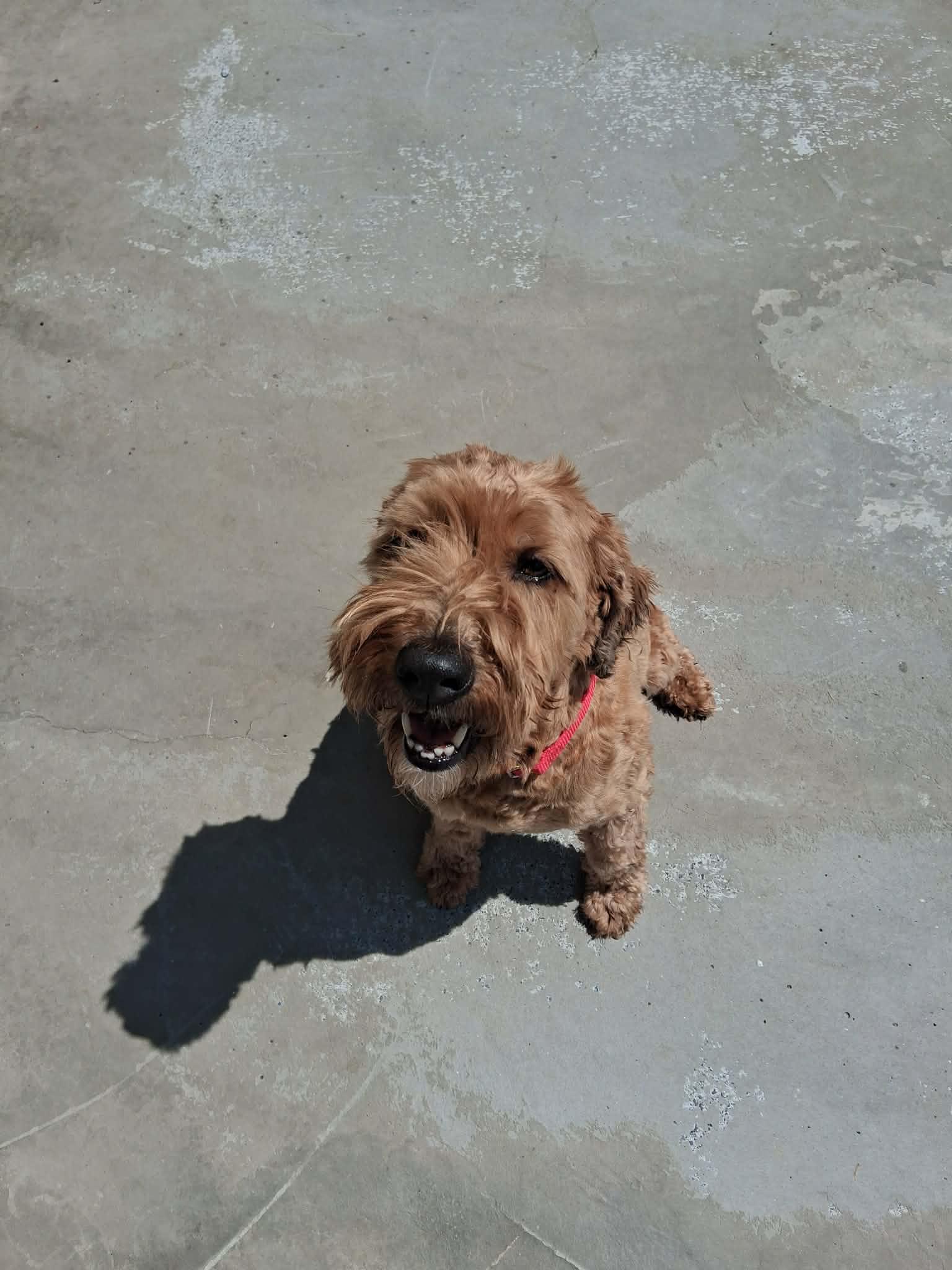 Enlarge Charlie, an adopted mixed breed in Berryville, VA image 1/1