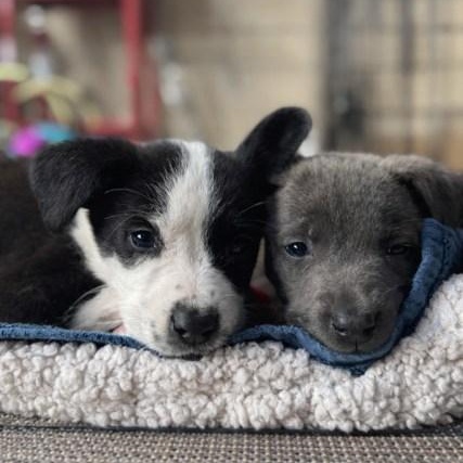 Charlie, an adopted Mixed Breed in Memphis , TN image 2/5