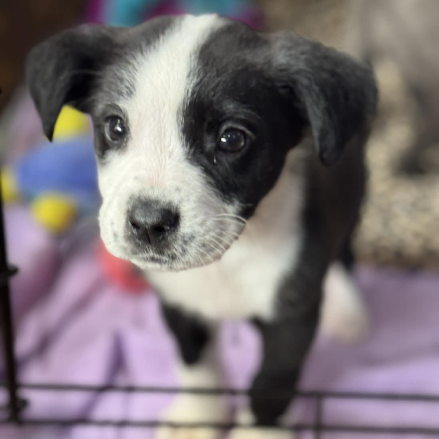 Charlie, an adopted Mixed Breed in Memphis , TN image 4/5