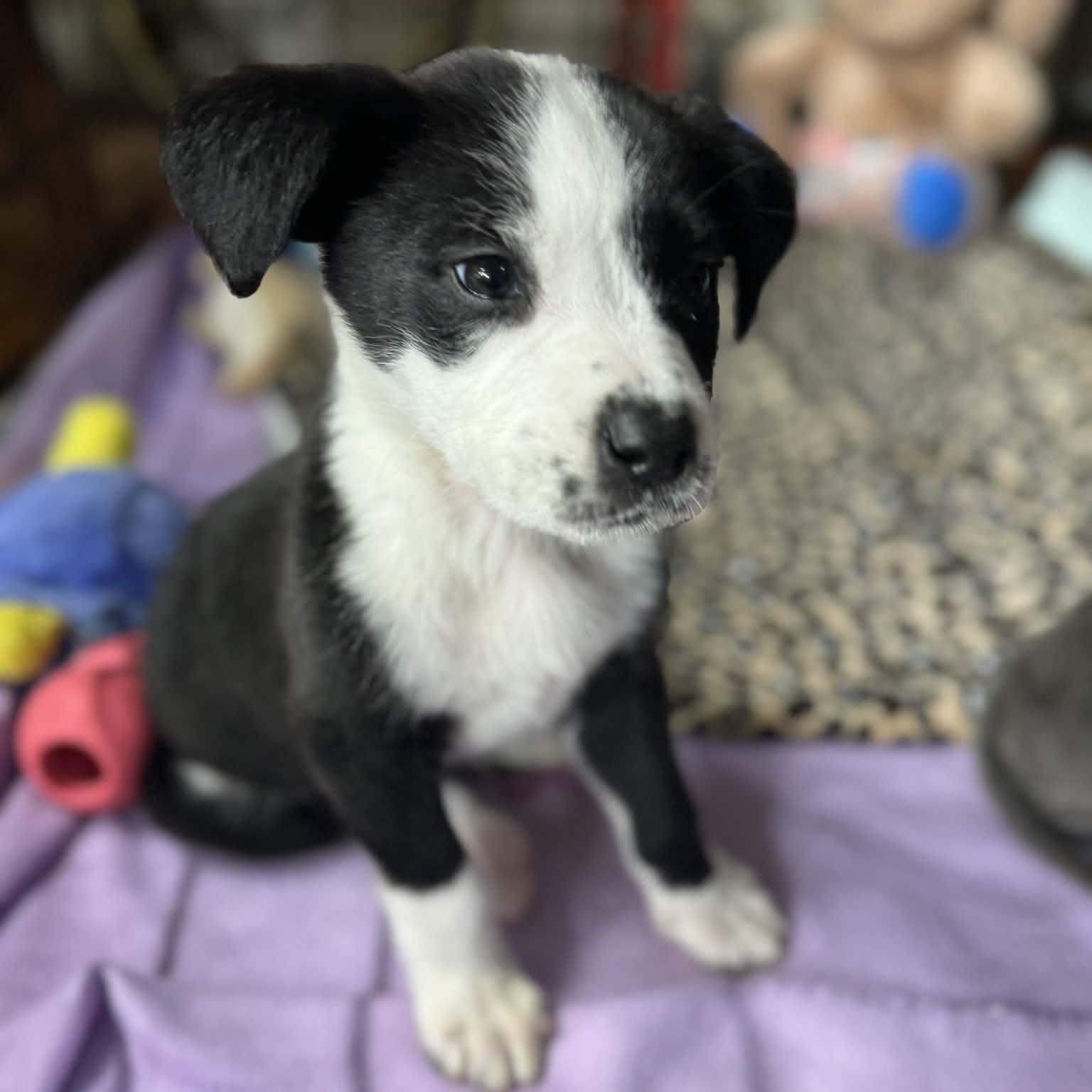 Charlie, an adopted Mixed Breed in Memphis , TN image 5/5