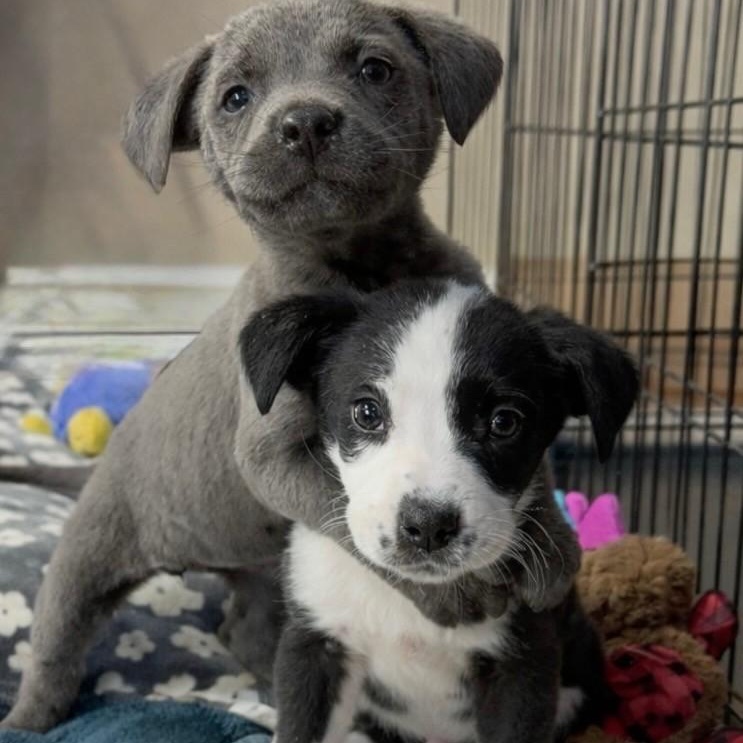 Charlie, an adopted Mixed Breed in Memphis , TN image 3/5