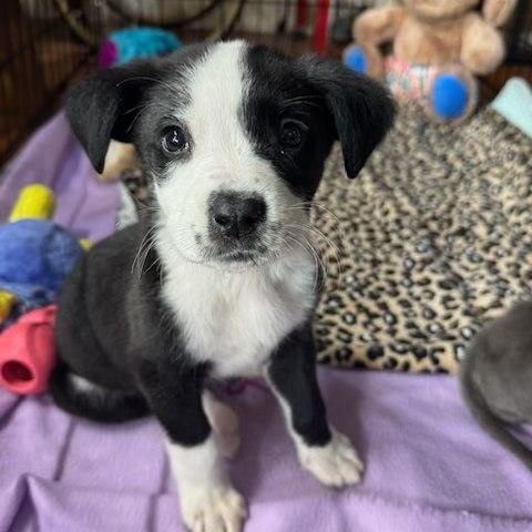Charlie, an adopted Mixed Breed in Memphis , TN image 1/5