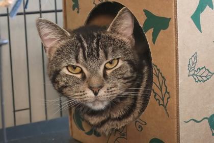 Dippy — thumbnail 2