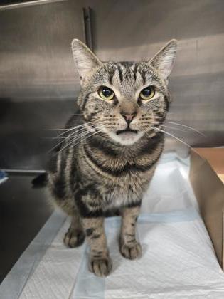 Dippy — thumbnail 3