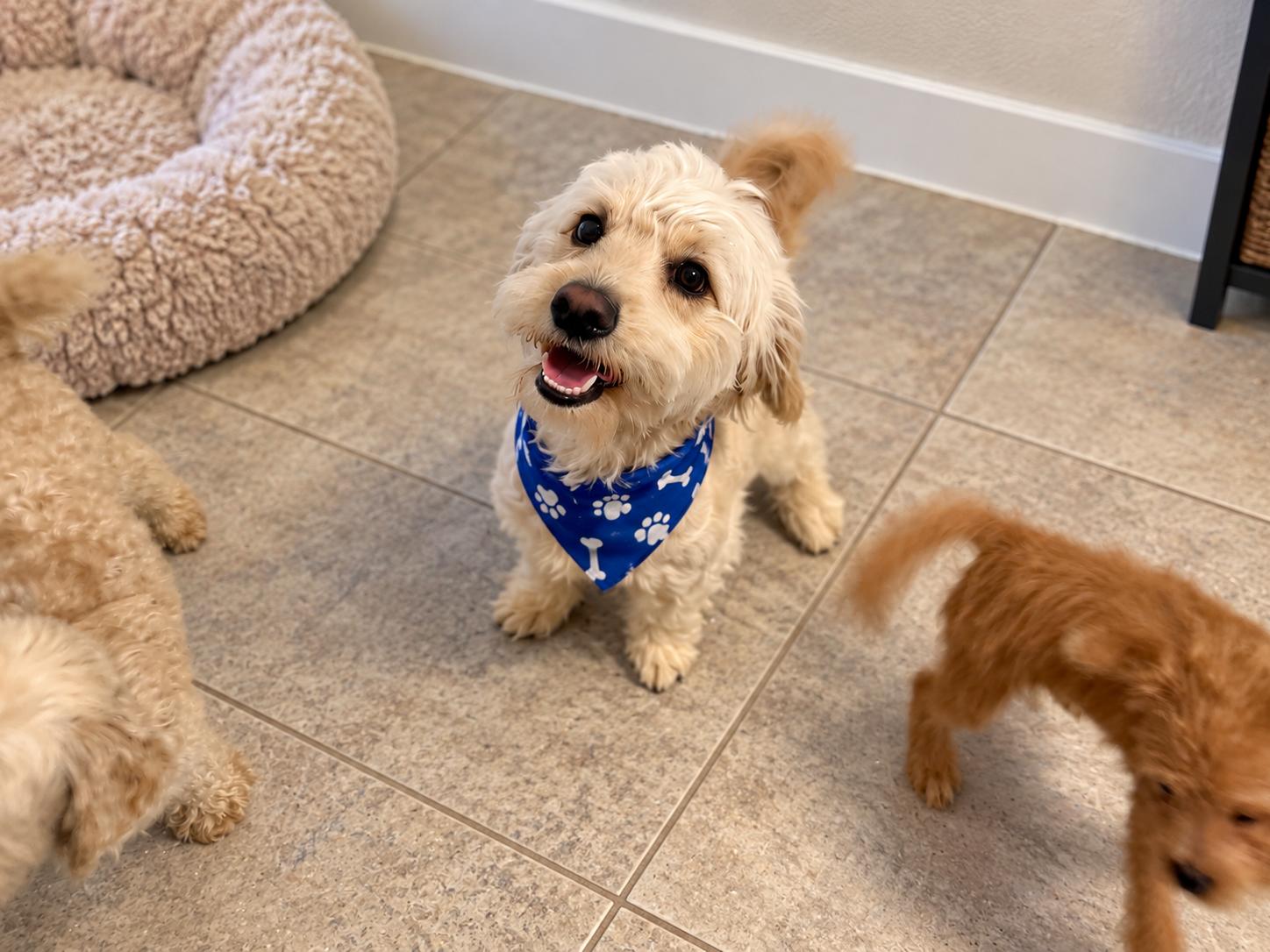 Chaco, Adoptable, Young Male Cockapoo.