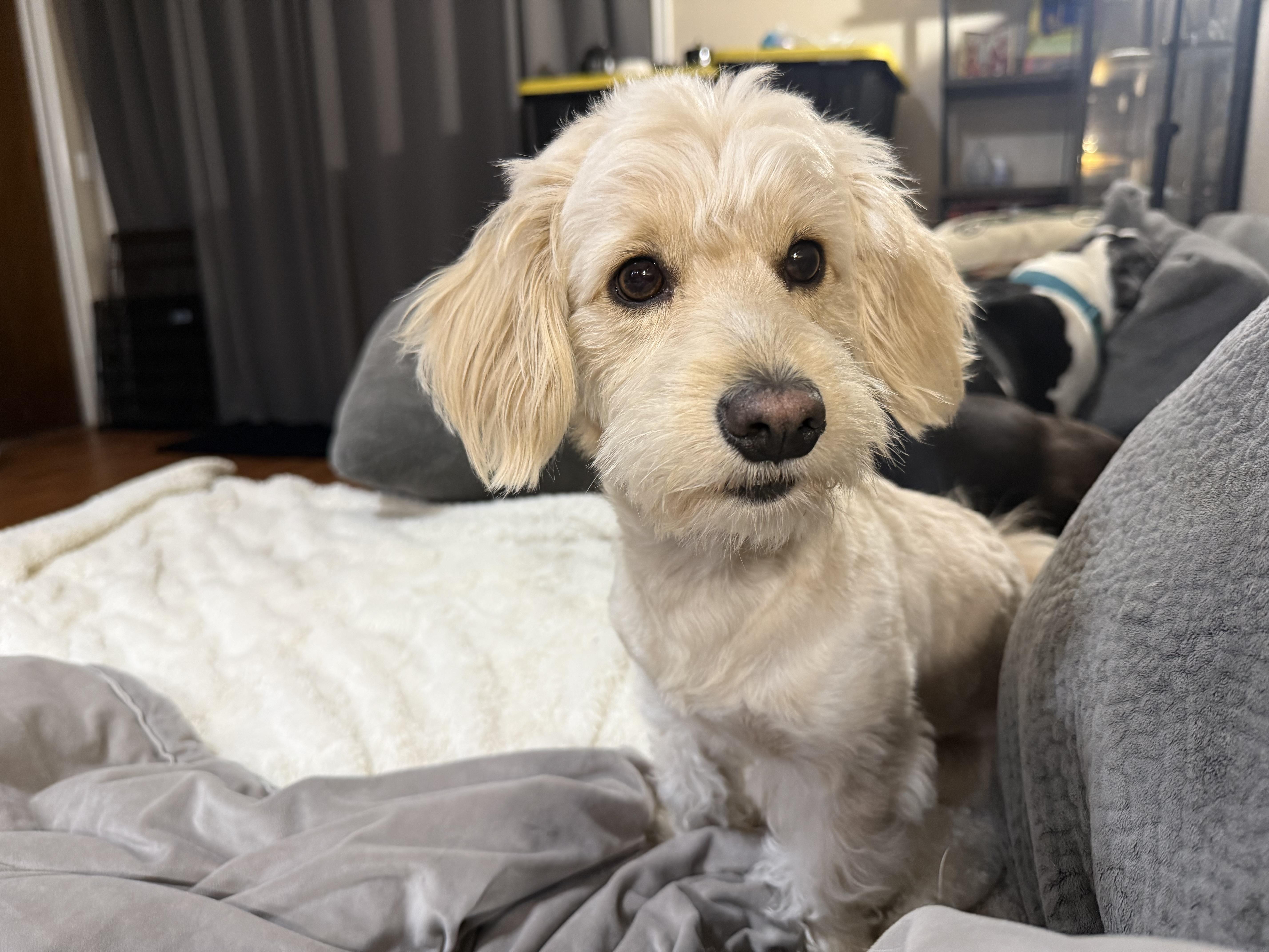 Enlarge Chaco, a Adoptable mixed breed in Phoenix, AZ image 3/3