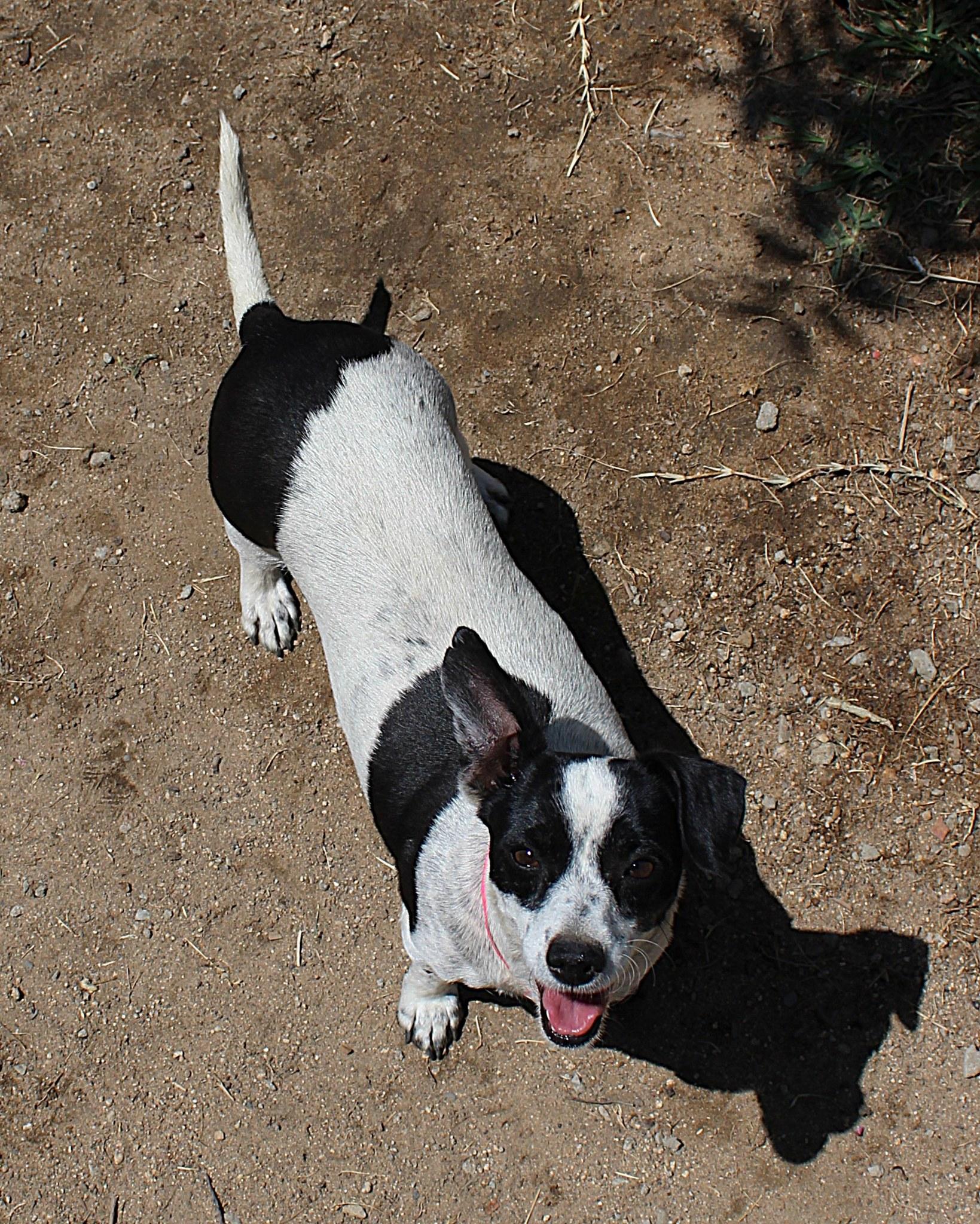 PEANUT