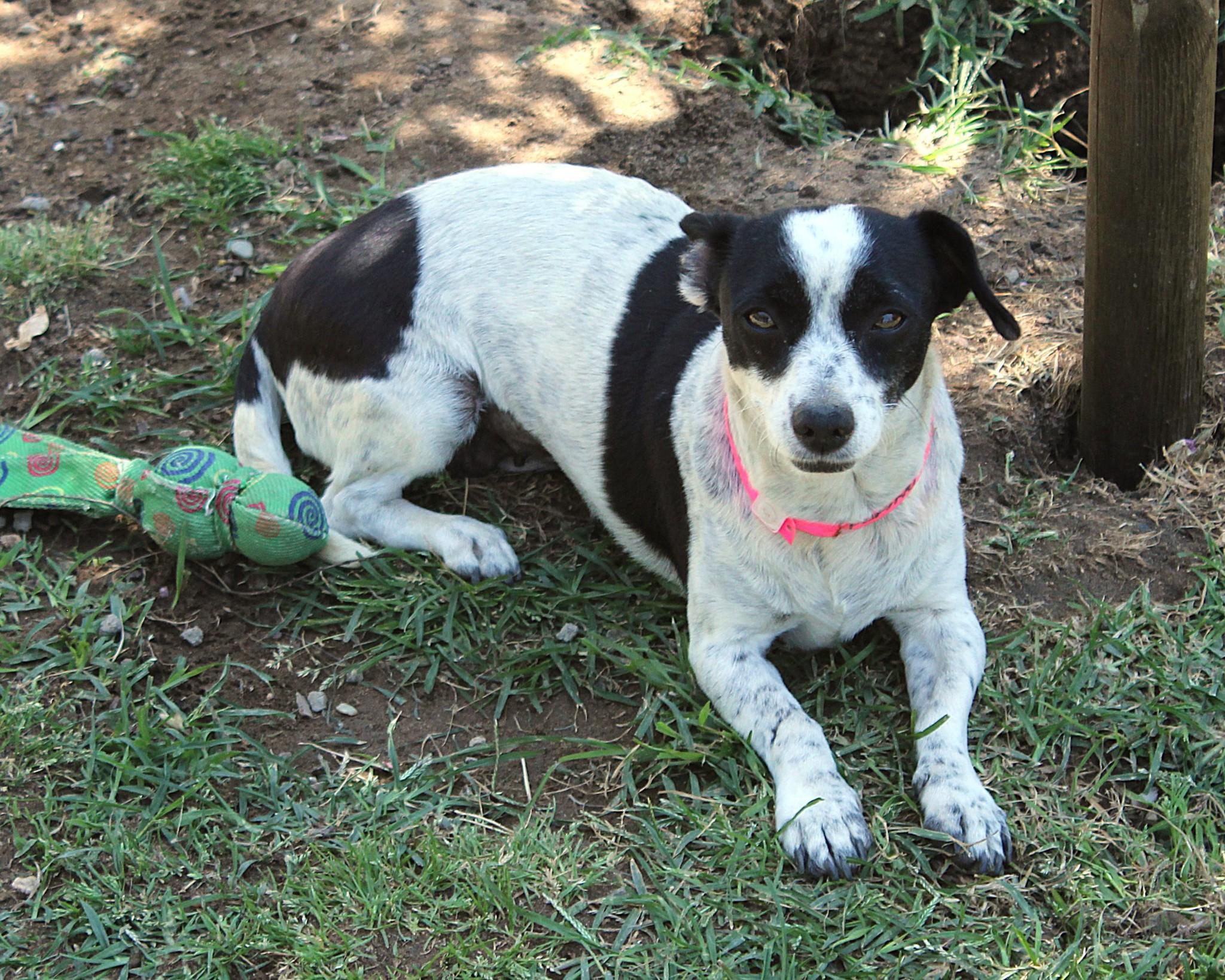 PEANUT photo 4