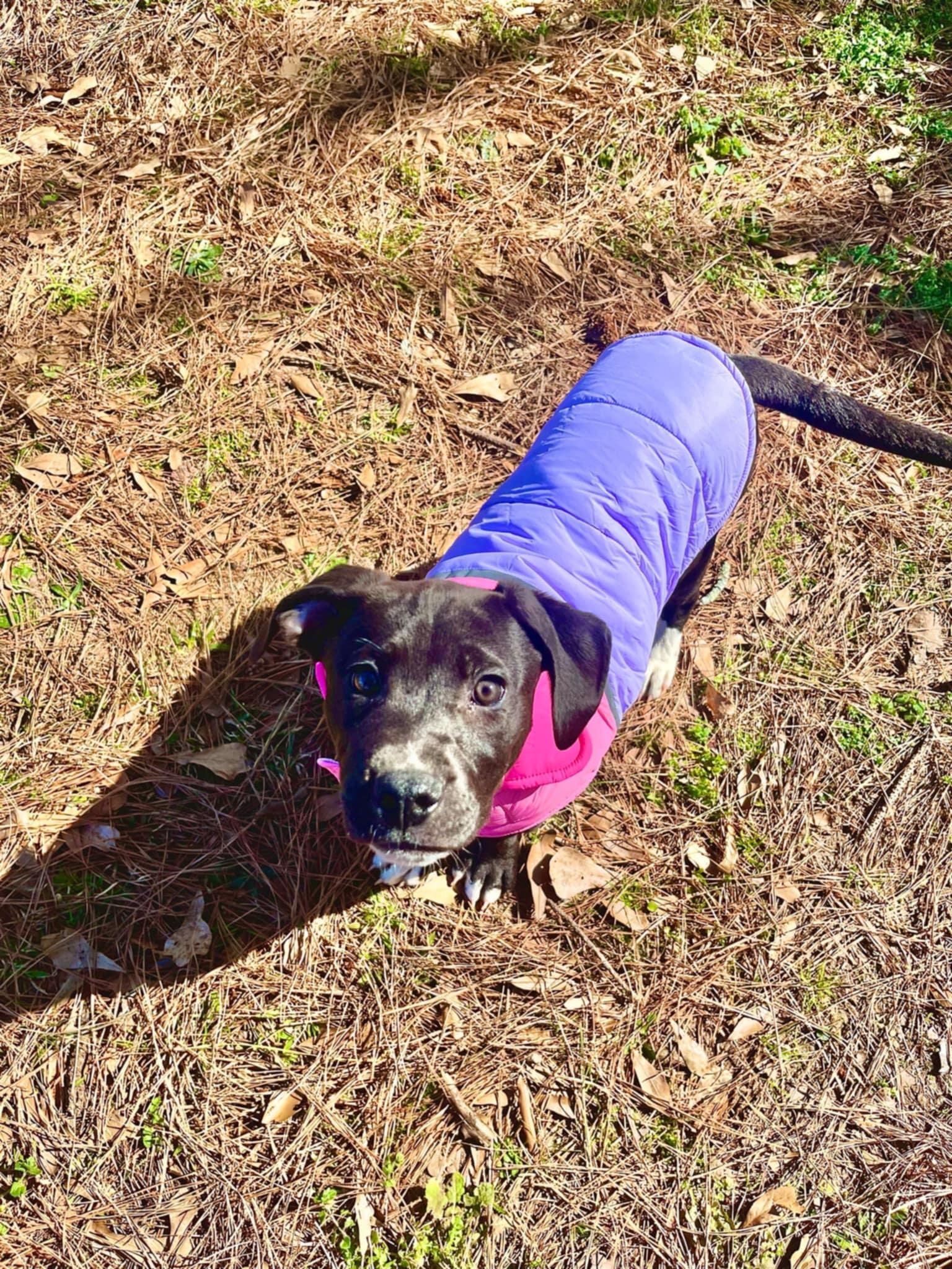 Enlarge Izzy - Adoption Pending!, a Adoptable mixed breed in Athens, GA image 5/6