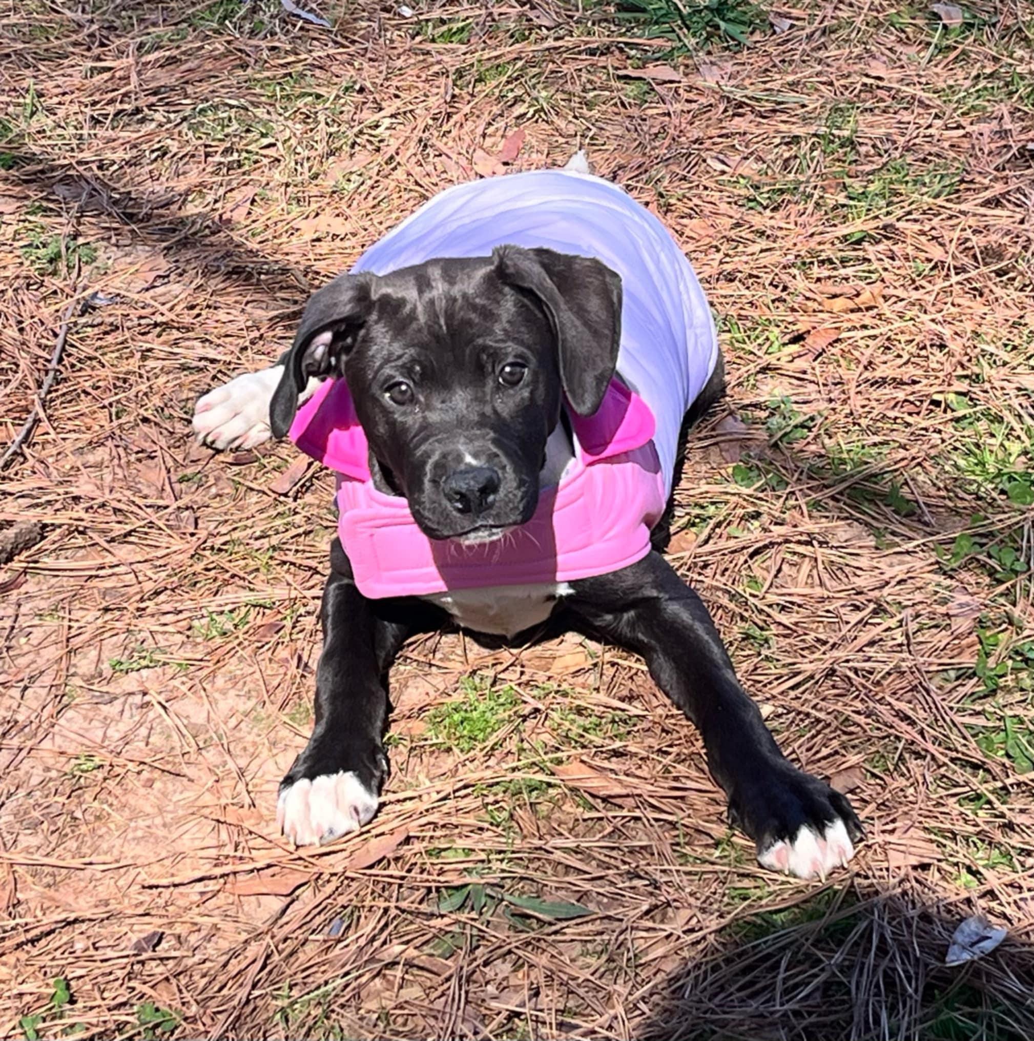 Enlarge Izzy - Adoption Pending!, a Adoptable mixed breed in Athens, GA image 2/6