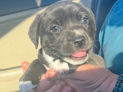 Enlarge Izzy - Adoption Pending!, a Adoptable mixed breed in Athens, GA image 6/6