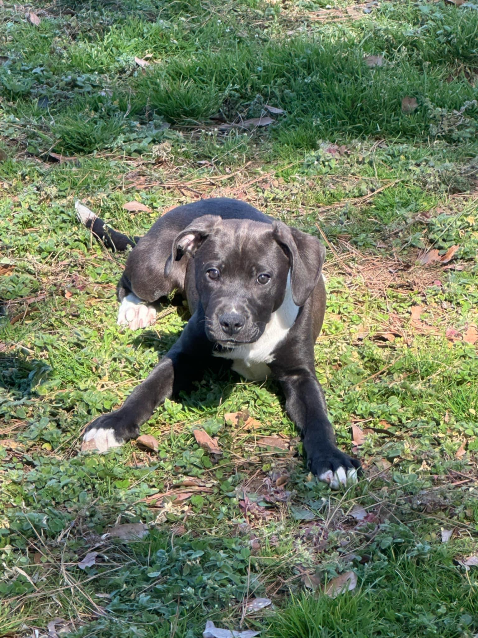 Enlarge Izzy - Adoption Pending!, a Adoptable mixed breed in Athens, GA image 4/6