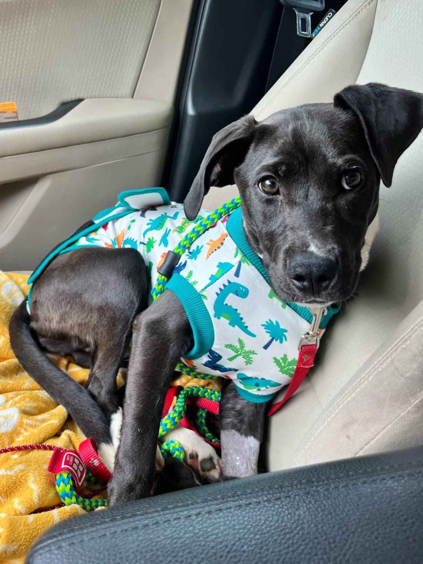 Enlarge Izzy - Adoption Pending!, a Adoptable mixed breed in Athens, GA image 1/6