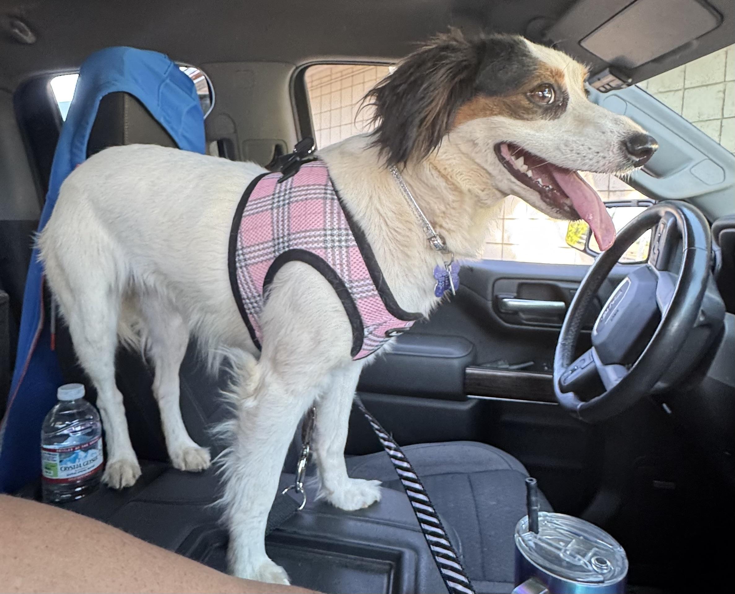 Bonnie, an adoptable Papillon, Spaniel in Columbia, CA, 95310 | Photo Image 2