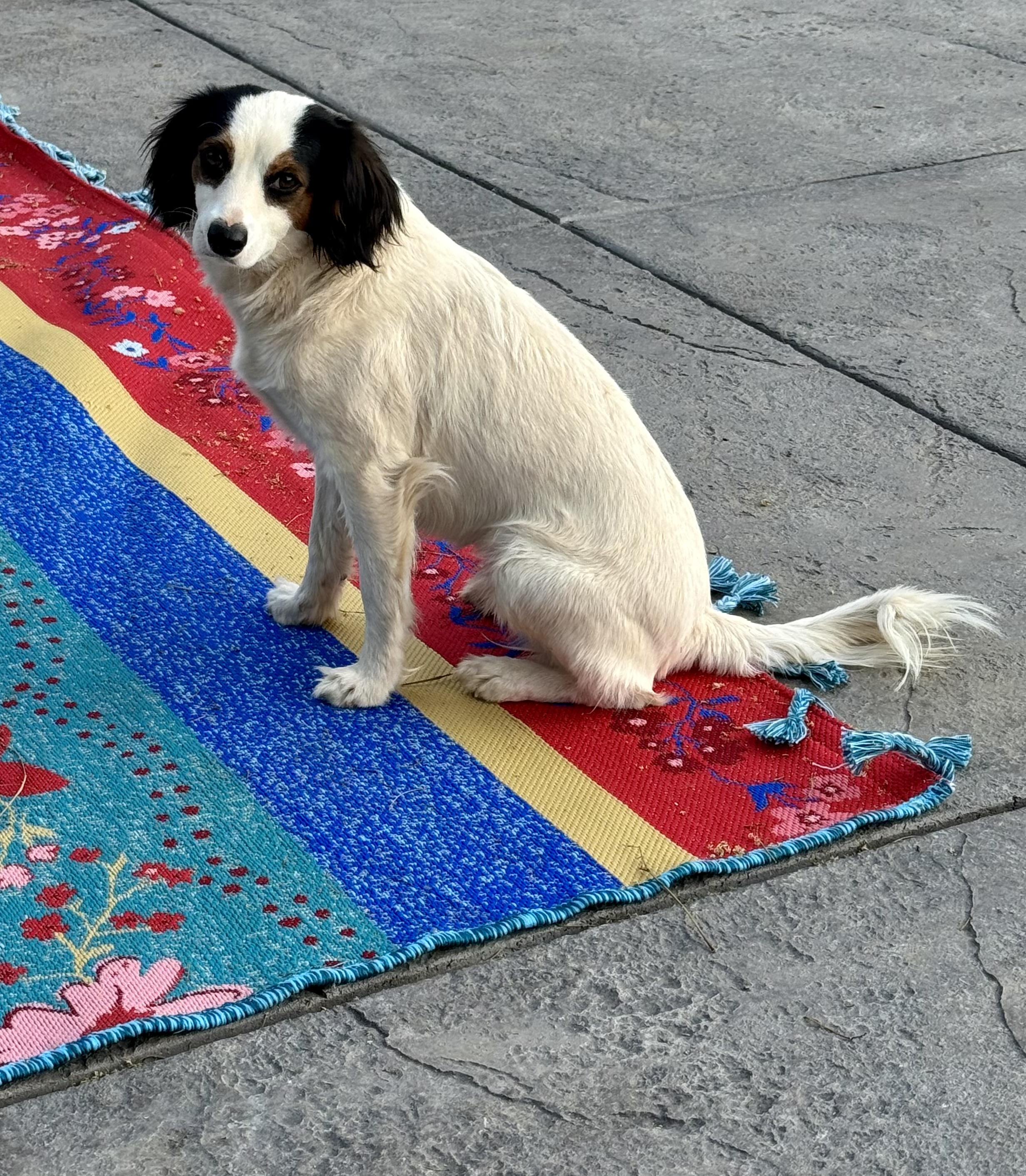 Bonnie, an adoptable Papillon, Spaniel in Columbia, CA, 95310 | Photo Image 6
