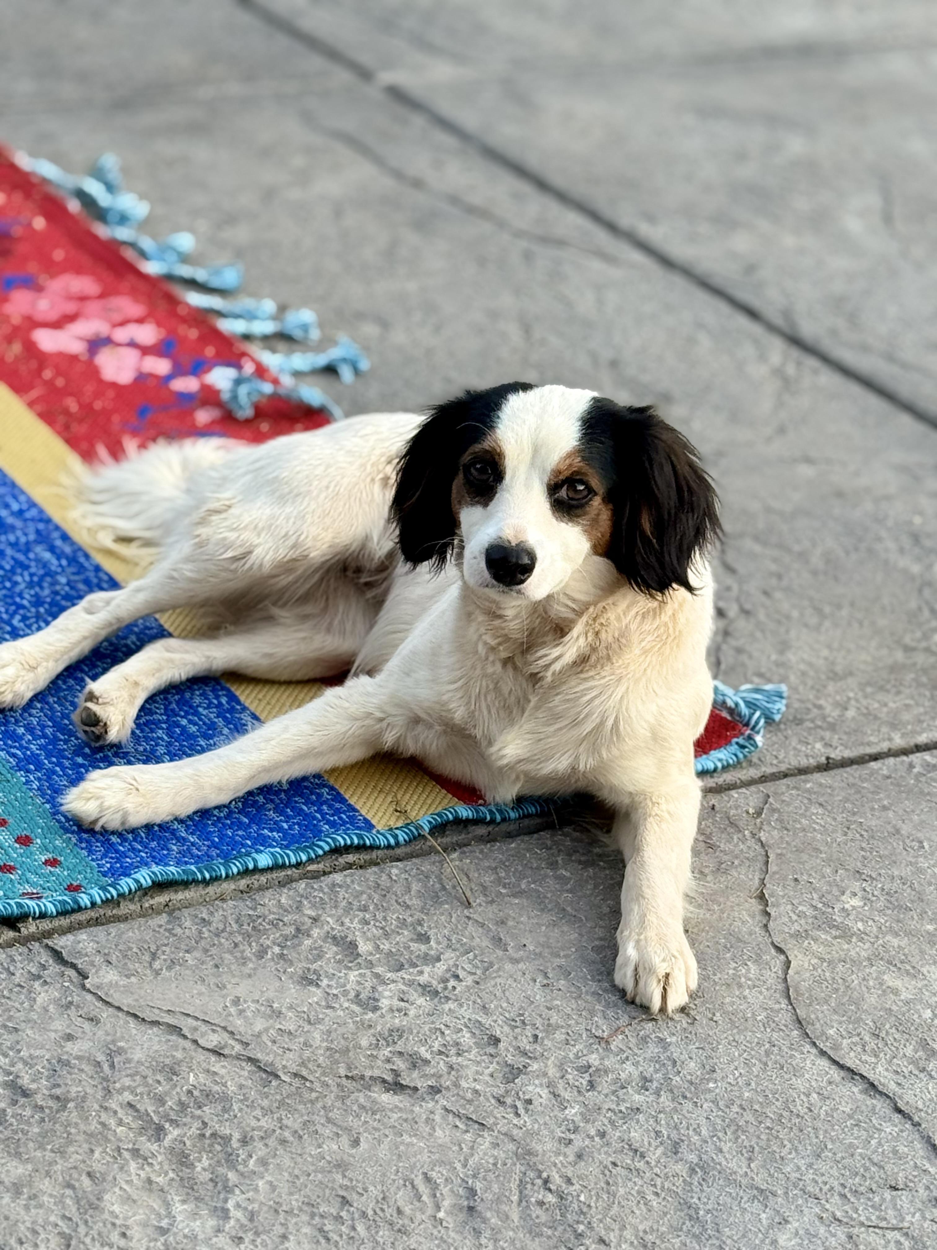 Bonnie, an adoptable Papillon, Spaniel in Columbia, CA, 95310 | Photo Image 1