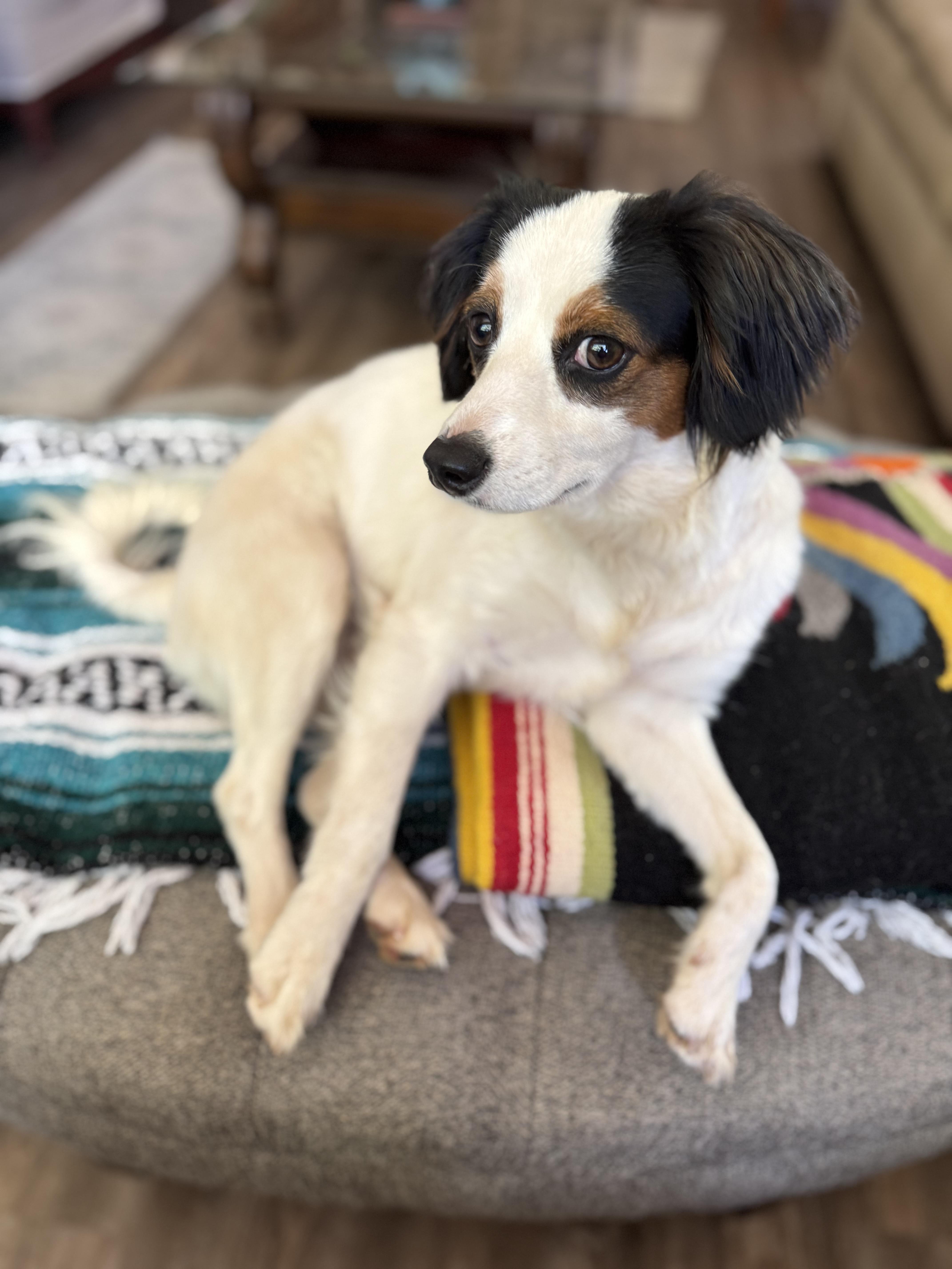 Bonnie, an adoptable Papillon, Spaniel in Columbia, CA, 95310 | Photo Image 5