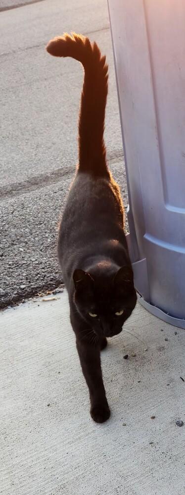 Enlarge Dagger aka Wildcard, a Adoptable mixed breed in West Mifflin, PA image 1/5