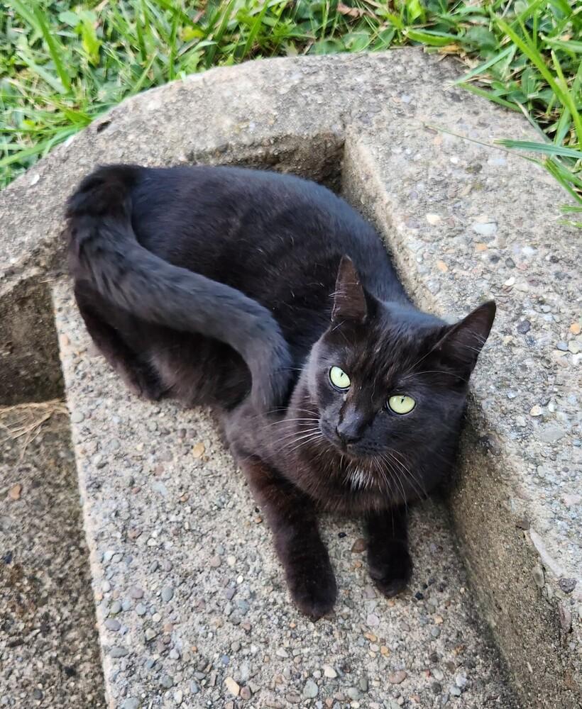 Enlarge Dagger aka Wildcard, a Adoptable mixed breed in West Mifflin, PA image 2/5