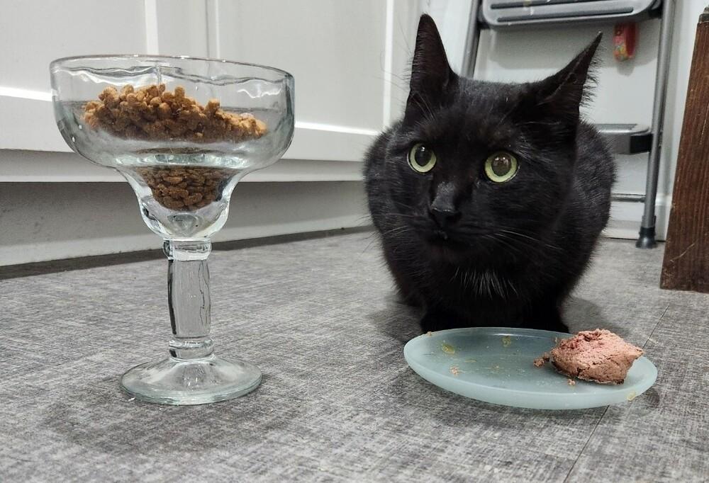 Enlarge Dagger aka Wildcard, a Adoptable mixed breed in West Mifflin, PA image 3/5