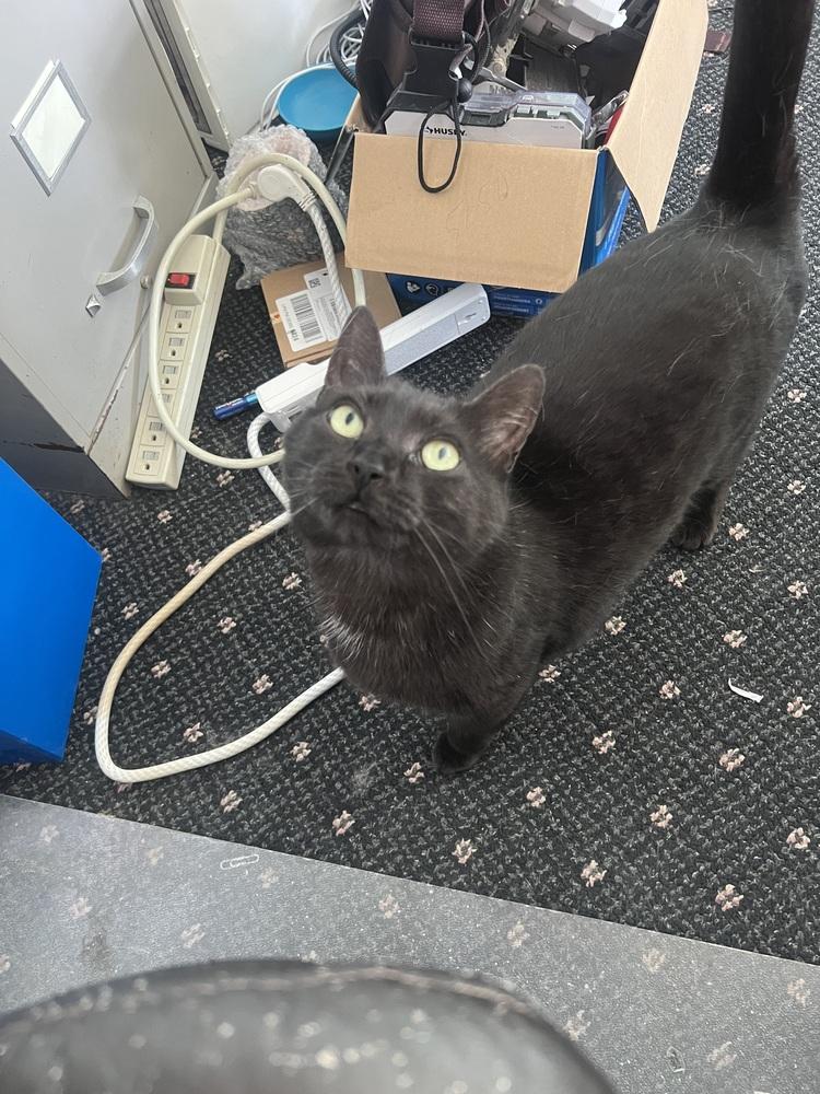 Enlarge Dagger aka Wildcard, a Adoptable mixed breed in West Mifflin, PA image 4/5