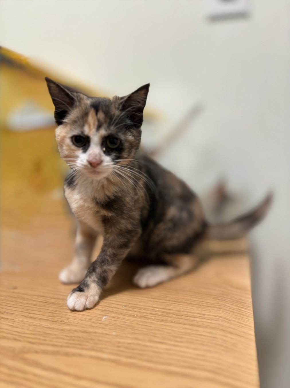 Enlarge BRENDA, a Adoptable Domestic Short Hair in Olivehurst, CA image 1/1