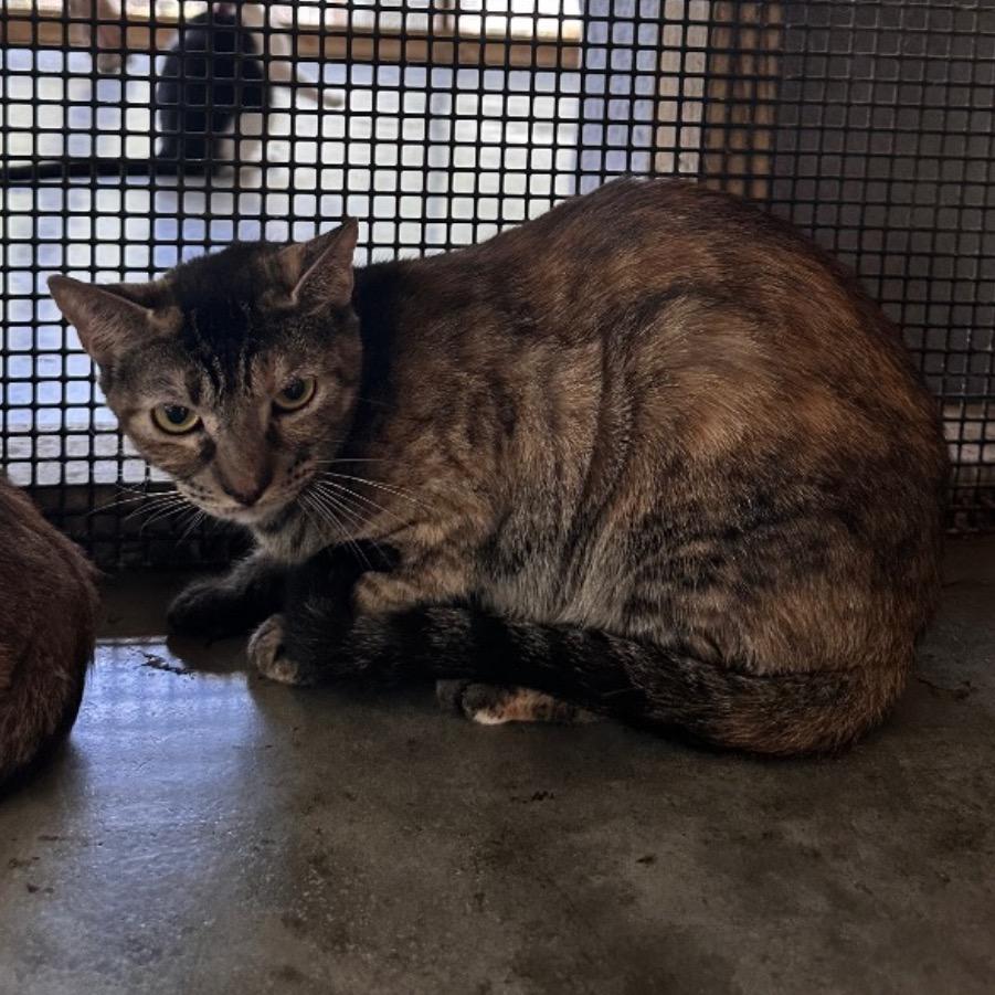 Sparrow, Adoptable, Adult Female American Shorthair.