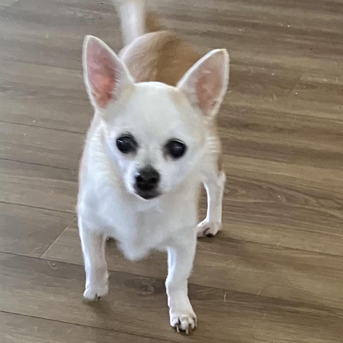 Charlie, ADOPTABLE, Senior Male Chihuahua.