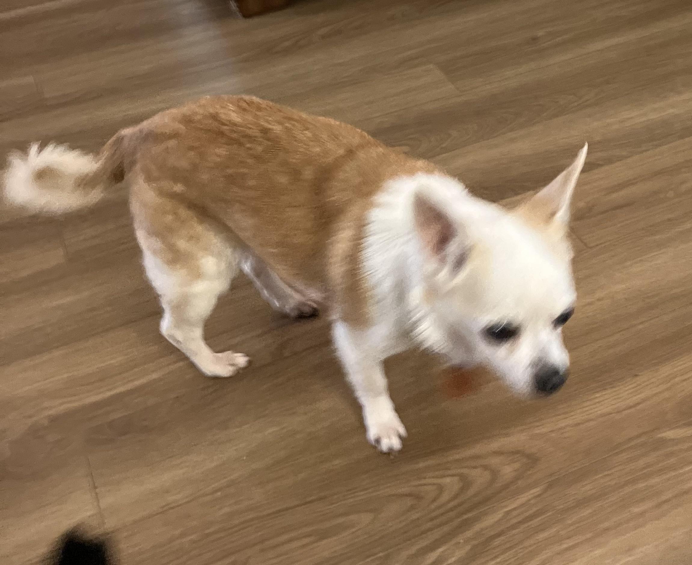 Enlarge Charlie, a ADOPTABLE Chihuahua in Durham, NC image 3/3