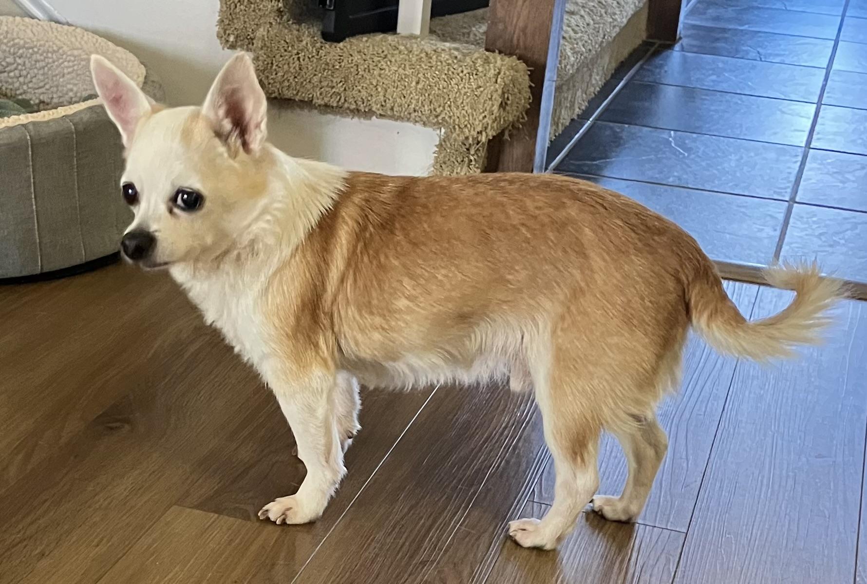 Enlarge Charlie, a ADOPTABLE Chihuahua in Durham, NC image 2/3