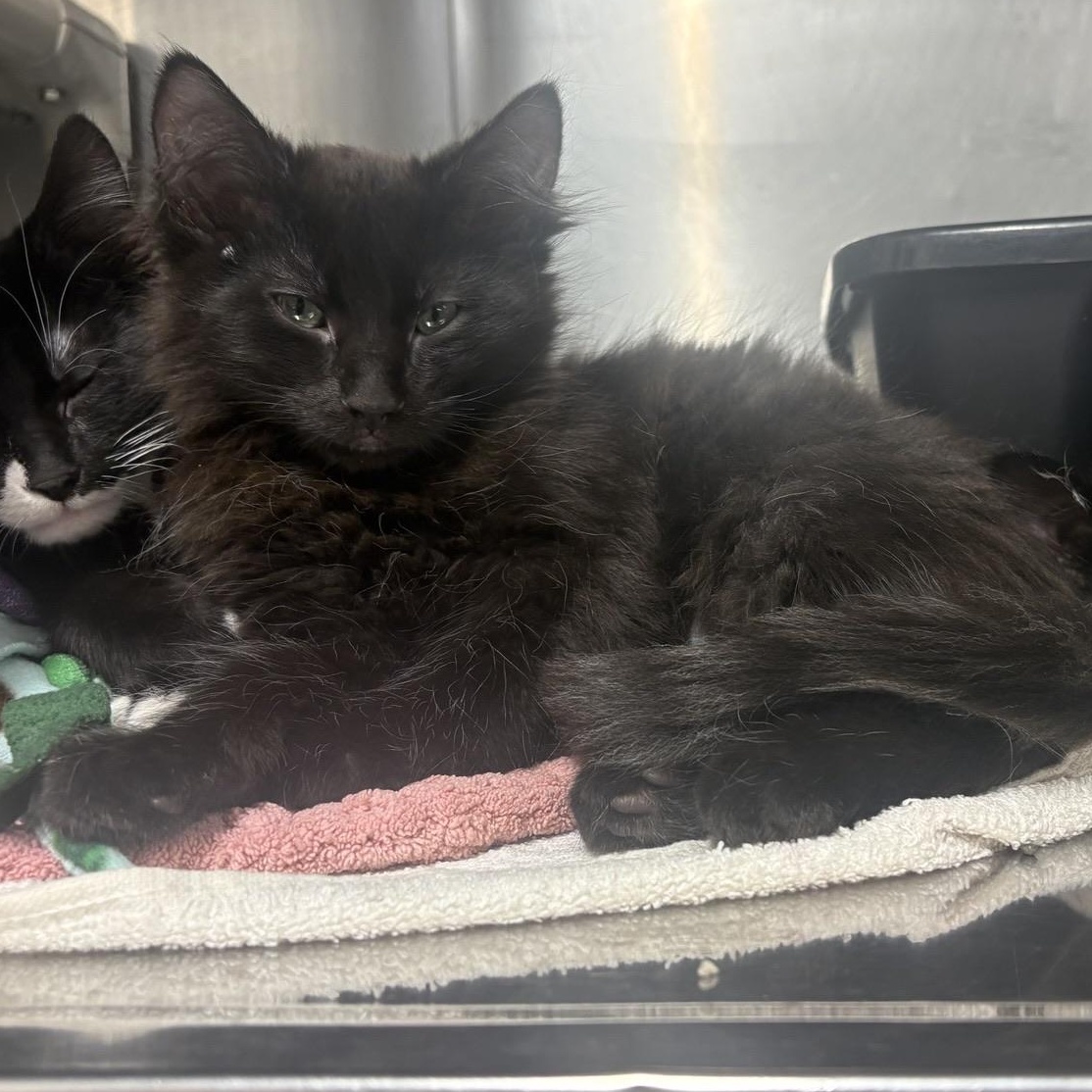 Star Crunch, adopted, Kitten Male Domestic Medium Hair.