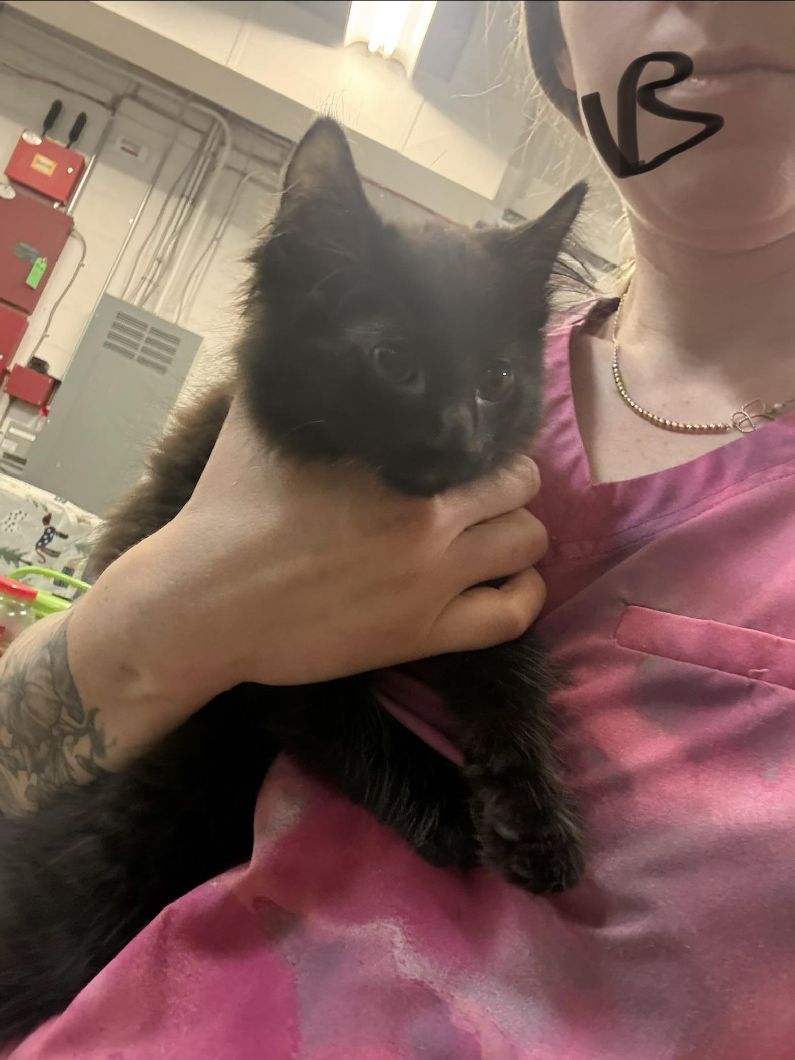 Enlarge Star Crunch, an adopted Domestic Medium Hair in Saint Charles, MO image 2/2