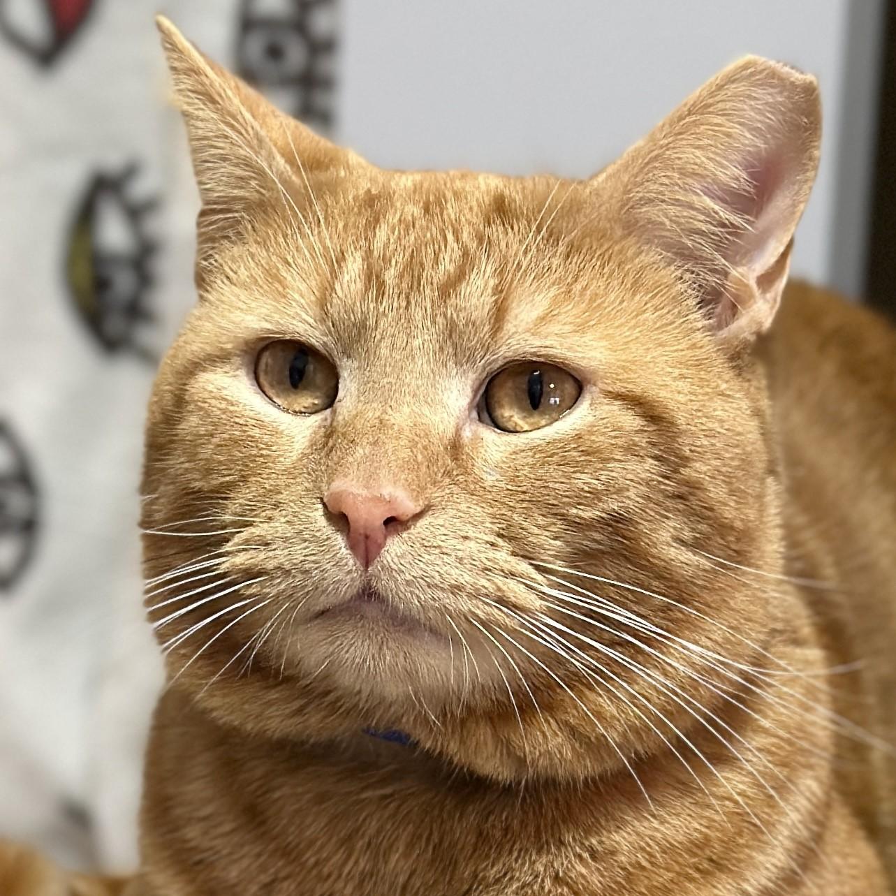 Rupert, adopted, Adult Male Domestic Short Hair.