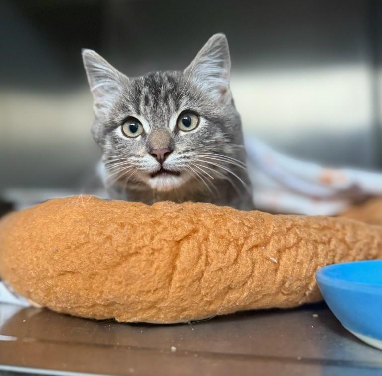 Fish Taco, adopted, Kitten Male Domestic Medium Hair.