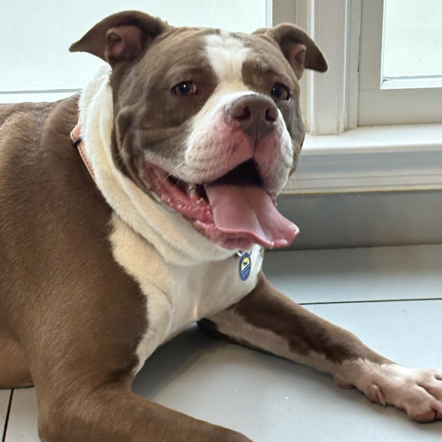 Enlarge Diamond, an adoptable mixed breed in Severn, MD image 2/6