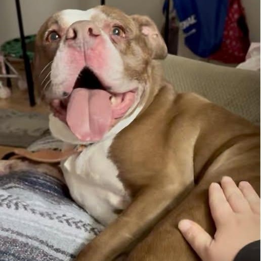 Diamond, adoptable, Adult Female Mixed Breed & Pit Bull Terrier.