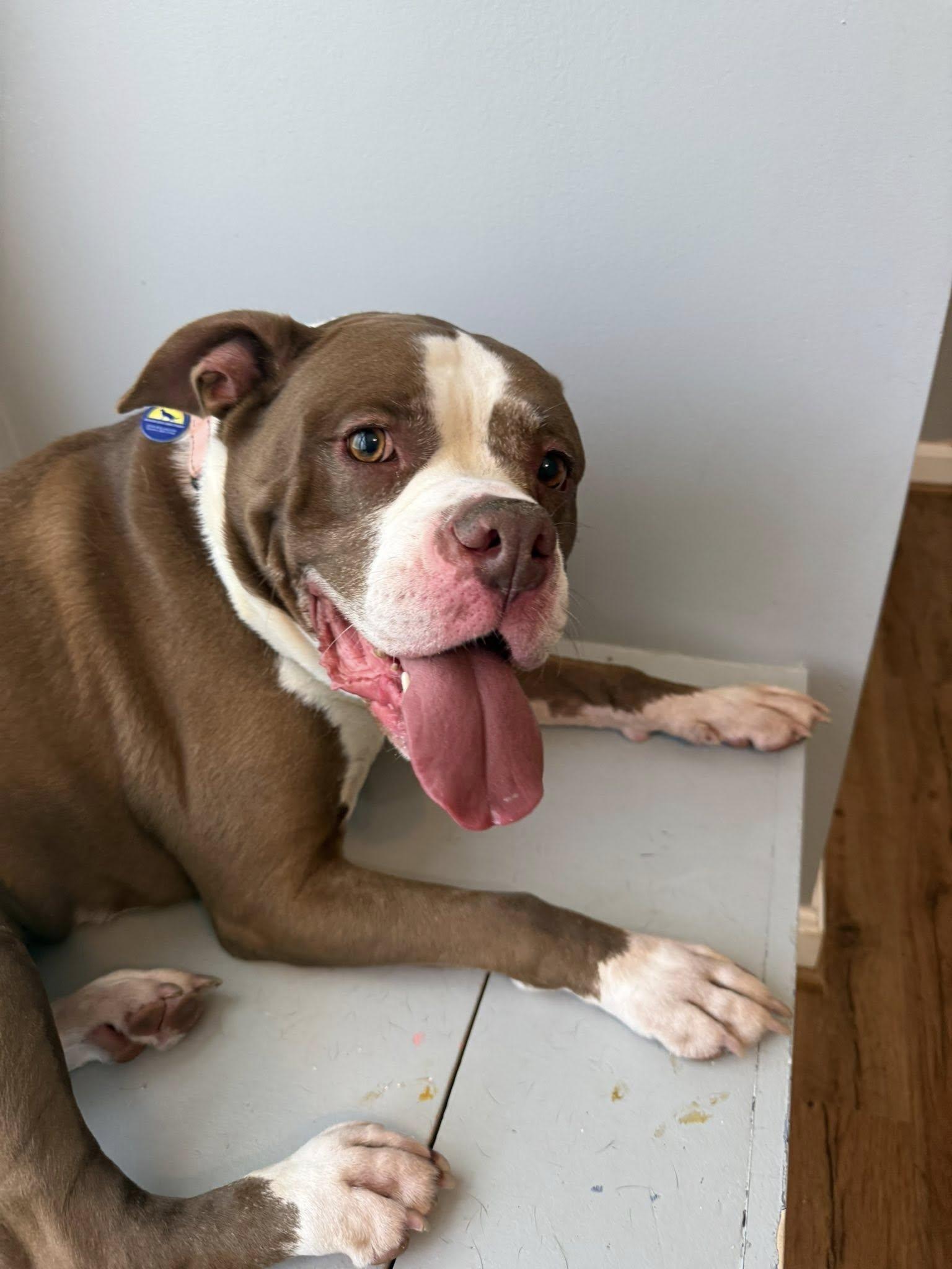 Enlarge Diamond, an adoptable mixed breed in Severn, MD image 6/6