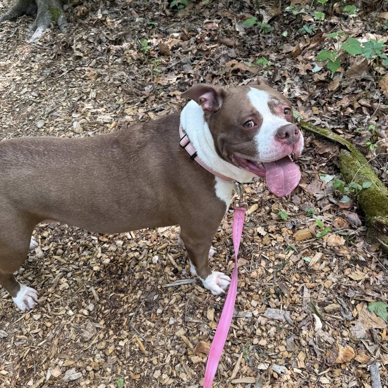 Enlarge Diamond, an adoptable mixed breed in Severn, MD image 3/6
